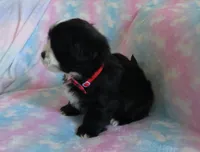 Jagger, a male Shihpoo for sale in Dongola, IL – 2 of 9