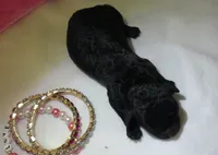 Jojo, a female Shihpoo for sale in Dongola, IL – 2 of 4