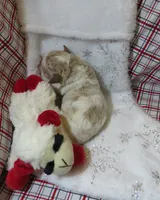 Maui - Micro Mini, a male Miniature Labradoodle for sale in Dongola, IL – 4 of 5