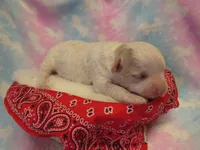 Irwin, a male Shihpoo and Miniature Labradoodle for sale in Dongola, IL – Photo 2 of 4