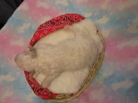 Irwin, a male Shihpoo and Miniature Labradoodle for sale in Dongola, IL – Photo 3 of 4