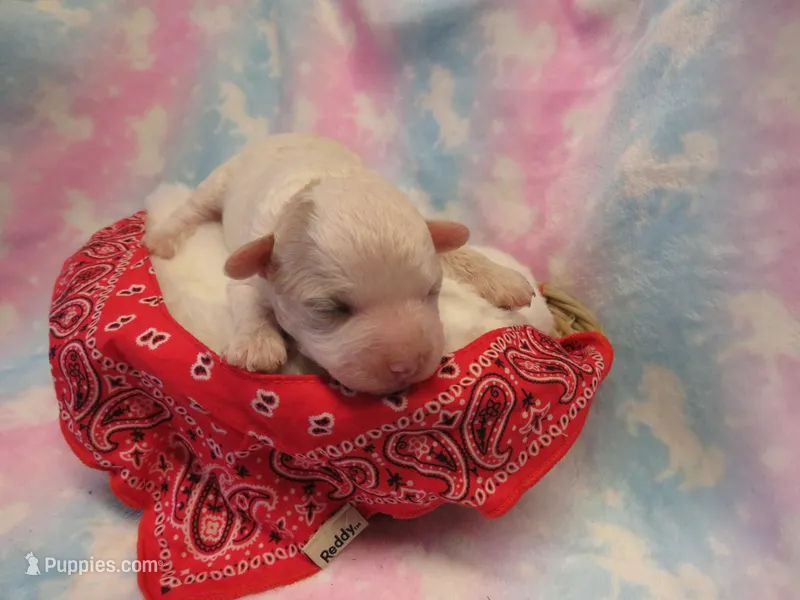 Irwin – Shihpoo, Miniature Labradoodle puppy for sale in Dongola, IL