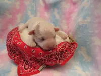 Irwin, a male Shihpoo and Miniature Labradoodle for sale in Dongola, IL – Photo 1 of 4