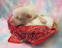 Irwin, a male Shihpoo and Miniature Labradoodle for sale in Dongola, IL – Photo 4 of 4