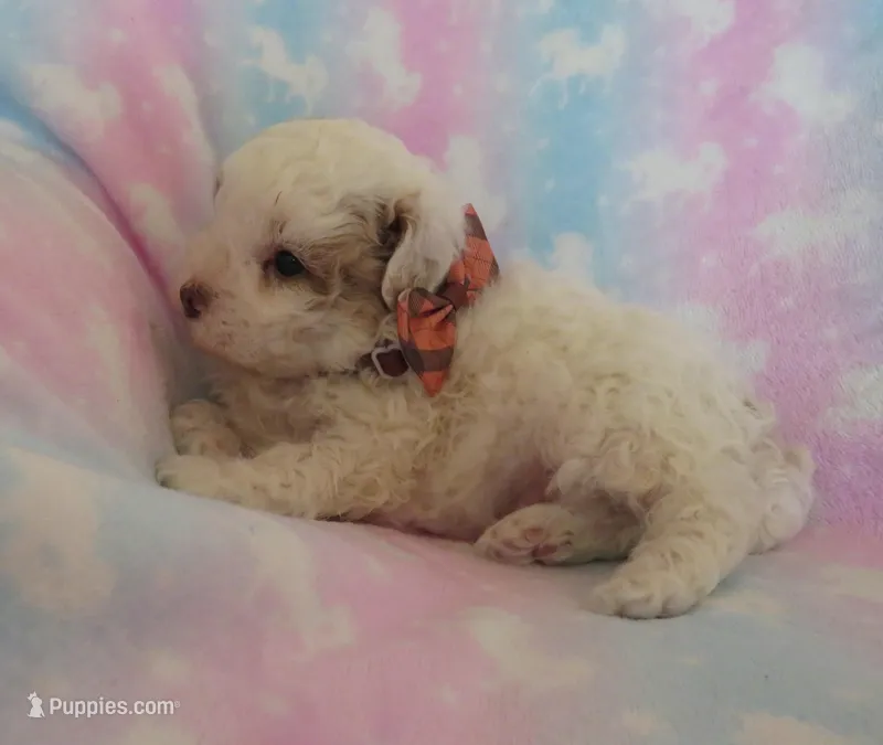 Irwin – Shihpoo, Miniature Labradoodle puppy for sale in Dongola, IL