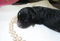 Jocie, a female Shihpoo for sale in Dongola, IL – 2 of 4