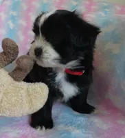 Jagger, a male Shihpoo for sale in Dongola, IL – 3 of 9