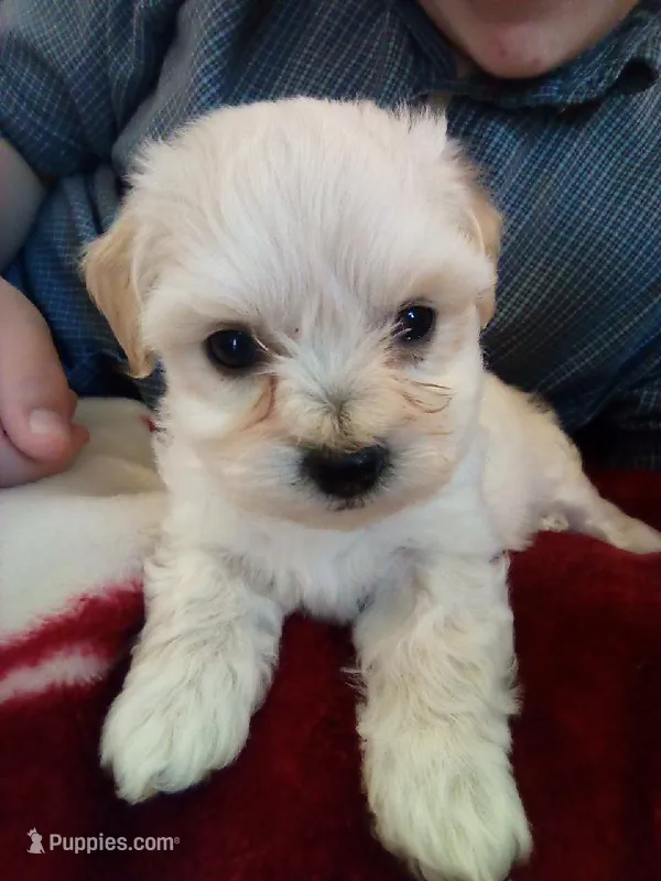 Coming Litter – Shihpoo, Miniature Labradoodle puppy for sale in Dongola, IL