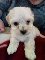 Coming Litter, a  Shihpoo and Miniature Labradoodle for sale in Dongola, IL – 1 of 9