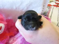 Harley, a female Shihpoo for sale in Dongola, IL – Photo 3 of 5