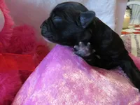 Harley, a female Shihpoo for sale in Dongola, IL – Photo 4 of 5