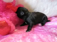 Harley, a female Shihpoo for sale in Dongola, IL – Photo 2 of 5