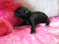 Harley, a female Shihpoo for sale in Dongola, IL – Photo 5 of 5