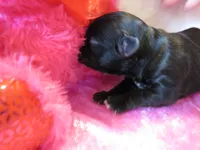 Harley, a female Shihpoo for sale in Dongola, IL – Photo 1 of 5