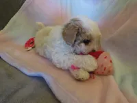 Irwin, a male Shihpoo and Miniature Labradoodle for sale in Dongola, IL – 5 of 6