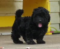 Coming Litter, a  Shihpoo for sale in Dongola, IL – 3 of 7