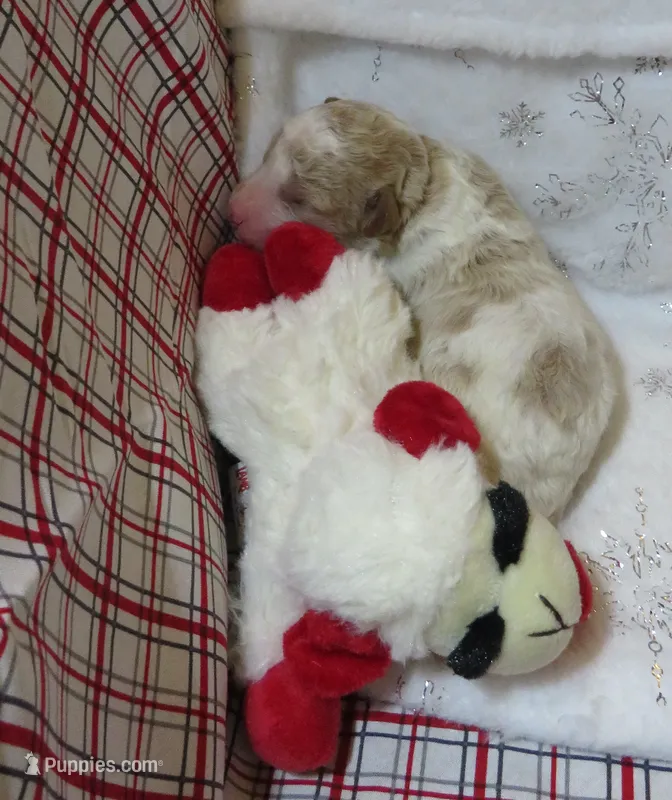 Maui - Micro Mini – Miniature Labradoodle puppy on hold in Dongola, IL