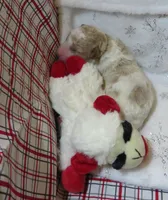 Maui - Micro Mini, a male Miniature Labradoodle for sale in Dongola, IL – 1 of 5