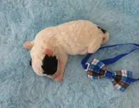 Jordie, a male Shihpoo for sale in Dongola, IL – 2 of 6