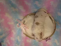 Ivory, a female Shihpoo and Miniature Labradoodle for sale in Dongola, IL – Photo 6 of 6