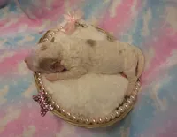 Ivory, a female Shihpoo and Miniature Labradoodle for sale in Dongola, IL – Photo 5 of 6