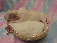 Ivory, a female Shihpoo and Miniature Labradoodle for sale in Dongola, IL – Photo 2 of 6