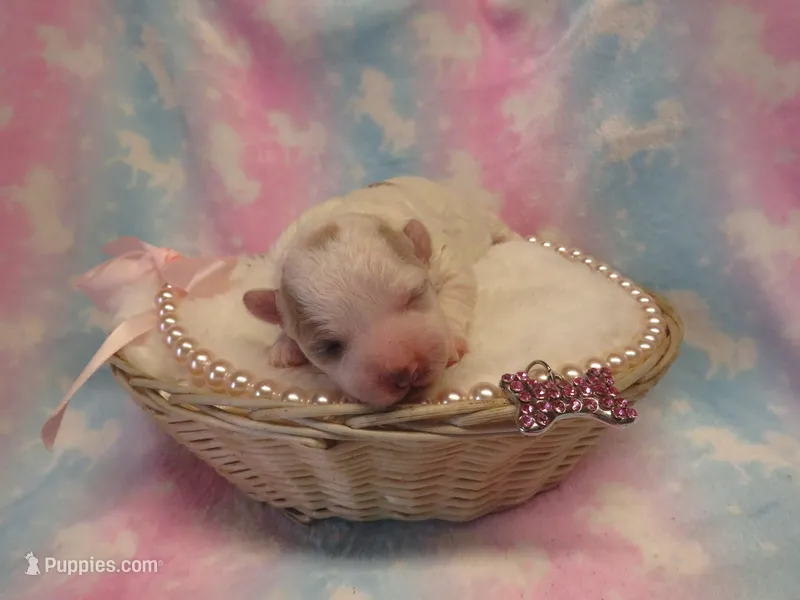 Ivory – Shihpoo, Miniature Labradoodle puppy for sale in Dongola, IL