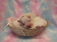 Ivory, a female Shihpoo and Miniature Labradoodle for sale in Dongola, IL – Photo 1 of 6