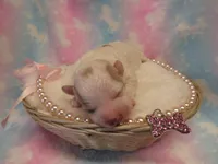 Ivory, a female Shihpoo and Miniature Labradoodle for sale in Dongola, IL – Photo 4 of 6