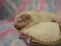 Ivory, a female Shihpoo and Miniature Labradoodle for sale in Dongola, IL – Photo 3 of 6