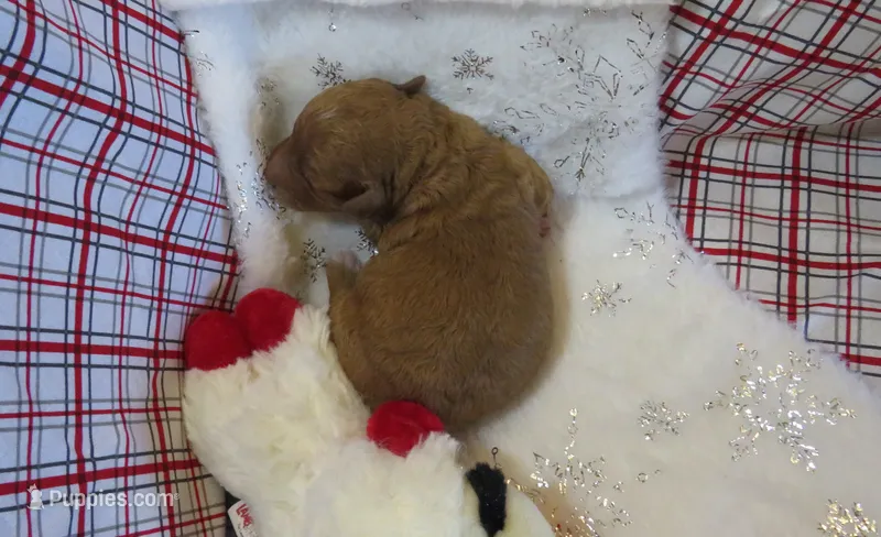 Leo - Micro Mini – Miniature Labradoodle puppy for sale in Dongola, IL