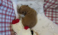 Leo - Micro Mini, a male Miniature Labradoodle for sale in Dongola, IL – 1 of 4