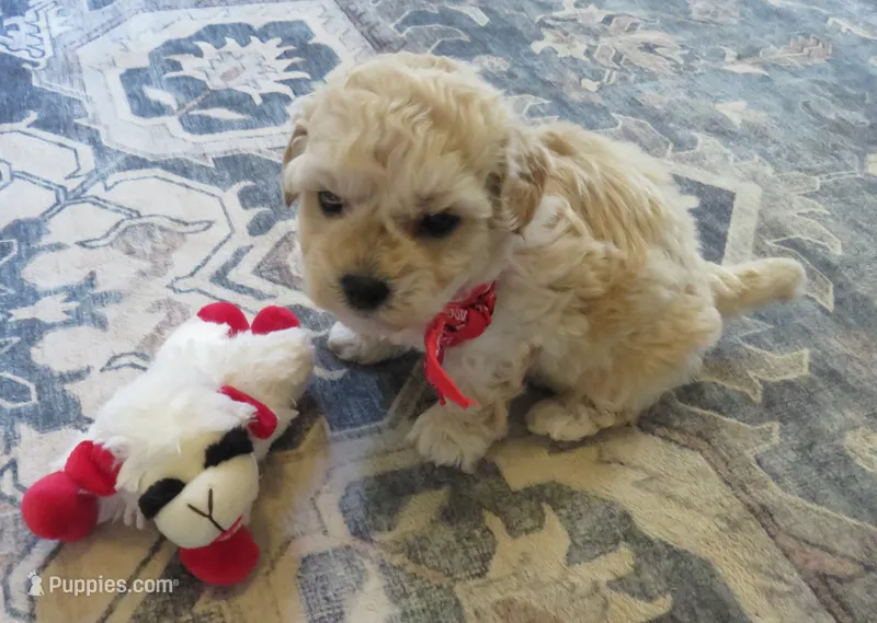 Kamden – Shihpoo, Miniature Labradoodle puppy for sale in Dongola, IL