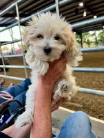 Coming Litter, a  Shihpoo and Miniature Labradoodle for sale in Dongola, IL – 2 of 9