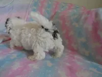 Jordie, a male Shihpoo for sale in Dongola, IL – 10 of 10