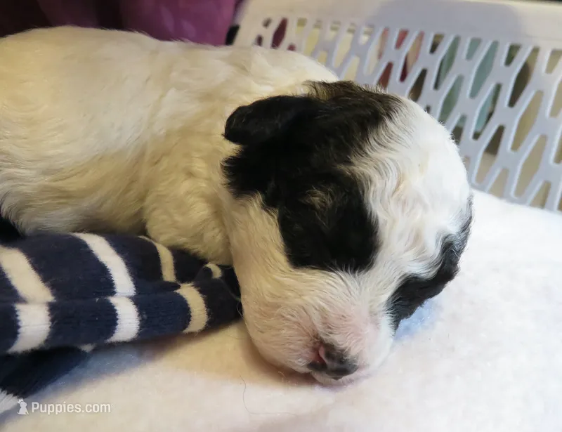Jordie – Shihpoo puppy for sale in Dongola, IL