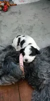 Coming Litter, a  Shihpoo for sale in Dongola, IL – 6 of 7