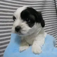 Hudson, a male Shihpoo for sale in Dongola, IL – Photo 2 of 6