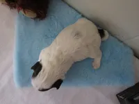 processed/c56cec6c-2c2b-42bf-8216-382c8b4f26d1/listing/f258f280-362a-4d55-acdf-0338eb2fdd6c/4b31e53c-33dc-448c-a11e-e894e941b438