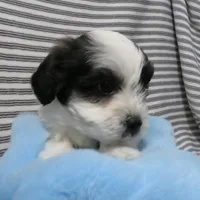 Hudson, a male Shihpoo for sale in Dongola, IL – Photo 1 of 6