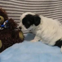 Hudson, a male Shihpoo for sale in Dongola, IL – Photo 4 of 6