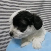 Hudson, a male Shihpoo for sale in Dongola, IL – Photo 5 of 6