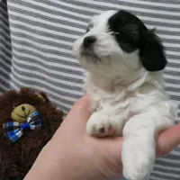 Hudson, a male Shihpoo for sale in Dongola, IL – Photo 6 of 6
