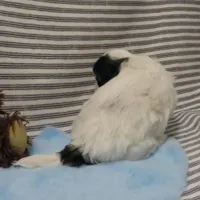 Hudson, a male Shihpoo for sale in Dongola, IL – Photo 3 of 6