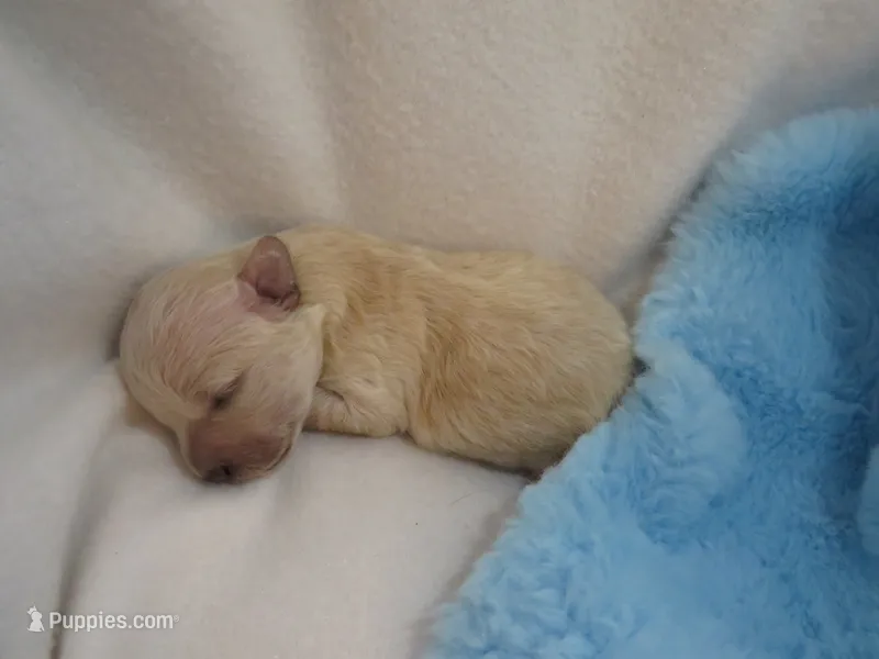 Kamden – Shihpoo, Miniature Labradoodle puppy for sale in Dongola, IL