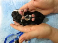 Jagger, a male Shihpoo for sale in Dongola, IL – 2 of 6