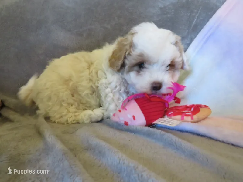 Irwin – Shihpoo, Miniature Labradoodle puppy for sale in Dongola, IL