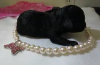 Jocie, a female Shihpoo for sale in Dongola, IL – 3 of 4