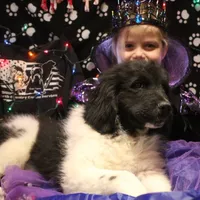 Chicken, a male Newfoundland for sale in Brownington Center, VT – Photo 7 of 10