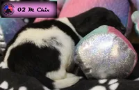 processed/c56e2048-0c1a-4a95-86da-2f09766e70a2/listing/0a9ae07b-5cb0-47b4-8c77-ec508b7ddbc4/2823b6b0-22d0-4873-b491-66cf6c69a29b